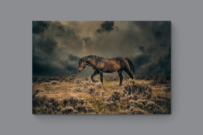 Wild Horse Photography Canvas Horse Photo Wild Mustang,  Horse Art Print, Wild Horse Photo  Dramatic Horse Print  McCullough Peaks Wy.