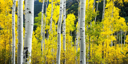 Aspen tree wall art, aspen trees, forest wall art, birth tree wall art, Aspen, Colorado, large panoramic art, autumn colors