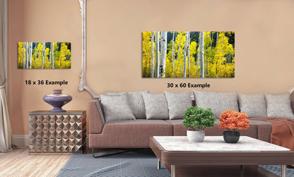 Aspen tree wall art, aspen trees, forest wall art, birth tree wall art, Aspen, Colorado, large panoramic art, autumn colors