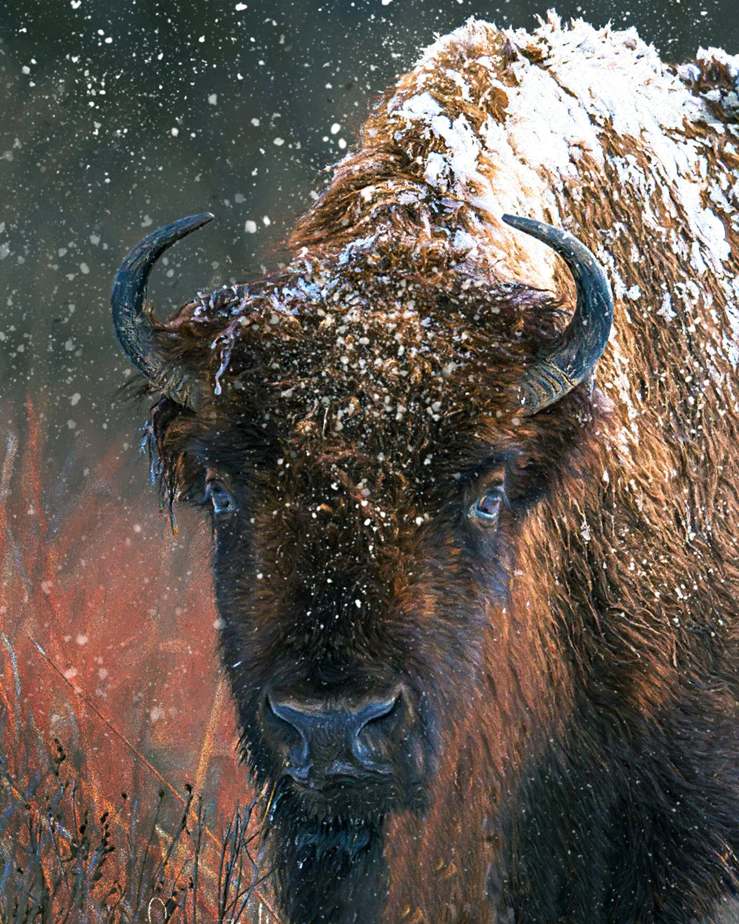 Bison Wall Art, Buffalo Wall Art, Bison Print, Bison Canvas, American Bison, Lone Bison, Buffalo in Snow