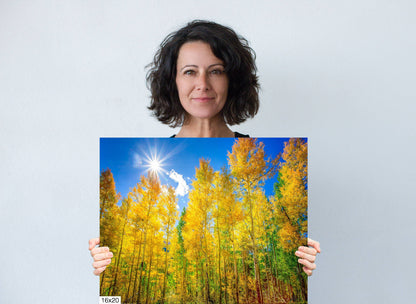 Colorado Golden Aspens, Autumn Aspens Photo, Nature Canvas Print, Rocky Mountain Landscape, Large Canvas Wall Art, Colorado Photography