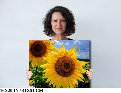 Backlit Sunflower Canvas Print, Exceptional Detailed, Ready to Hang, Wall Art Photo Print Home Office Decor