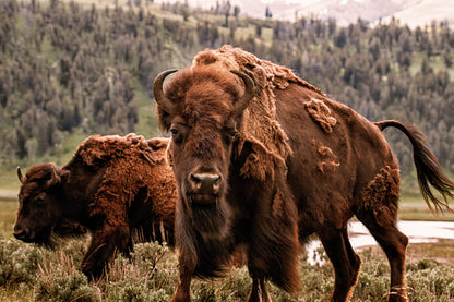 Wild Bison Buffalo Wall Art "Eye of the Bison" Canvas Print Metal Fine Art, Wyoming, Yellowstone Art