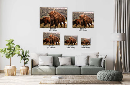 Wild Bison Buffalo Wall Art "Eye of the Bison" Canvas Print Metal Fine Art, Wyoming, Yellowstone Art