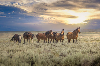 Wyoming Wild Horses Wall Art Print, Wild Mustang Photo, Wildlife Canvas, Cowboy Old West Decor for Home, Living Room, Bedroom Office