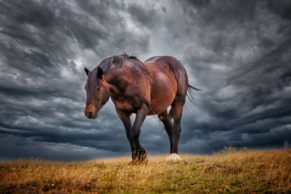 Wild Horse Photography, Horse Photo Wild Mustang,  "Chaco" Horse Art Print, Wild Horse Photo,  Horse Print for Home , McCullough Peaks Wy.