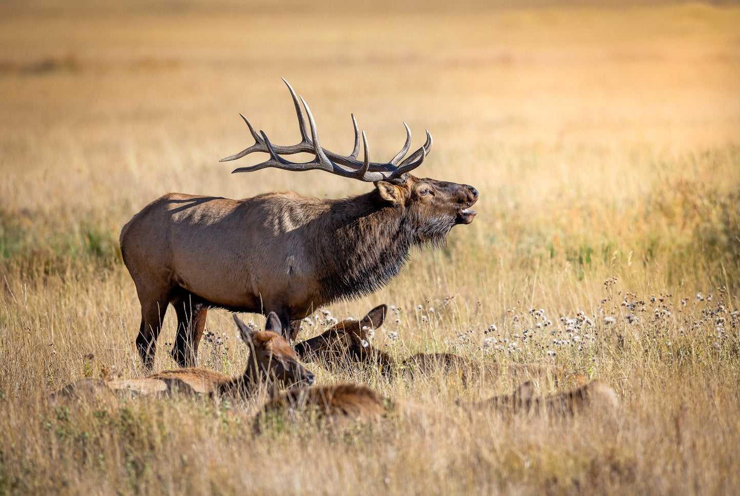 Bull Elk Bugling, Wildlife Wall Canvas, Rocky Mountain National Park, Colorado Canvas Art Prints, Original Elk Photography, Made in the USA