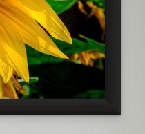 Backlit Sunflower Canvas Print, Exceptional Detailed, Ready to Hang, Wall Art Photo Print Home Office Decor