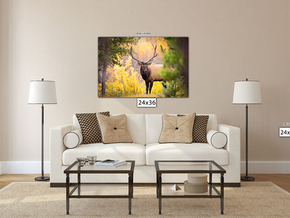 Bull Elk in Autumn Aspens, Wildlife Wall Canvas, Rocky Mountain National Park, Colorado Photography Art Print, Original Made in the USA