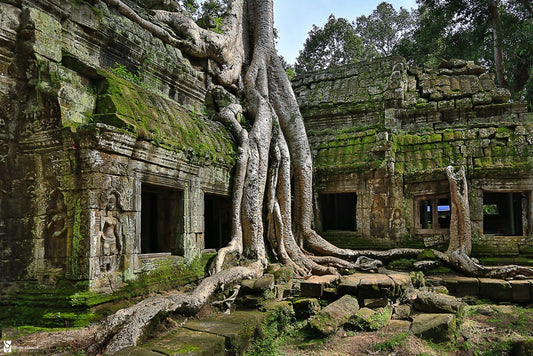 Ta Prohm Temple, Cambodia, Canvas Print, Fine Art Photography, Large Wall Art, Travel Photography, Bayon Style Home Decor, Angkor Wat