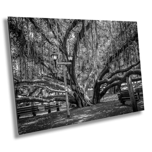 Shade of Serenity: Laihana Hawaii Banyan Tree Black and White Photography Maui Nature Canvas Metal Print Wall Art