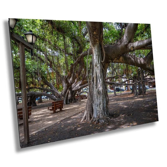 Roots of Lahaina: The Banyan Tree Canvas Print Maui Landscape Travel Photography Hawaii Nature Home Decor