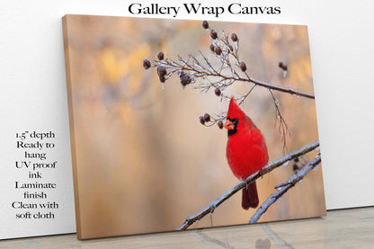 Red Cardinal Canvas Wall Art Prints,  Texas Birds, Redbird Photo Canvas, Wall Decor Ideal for Home, Living Room, Bedroom and Kitchen