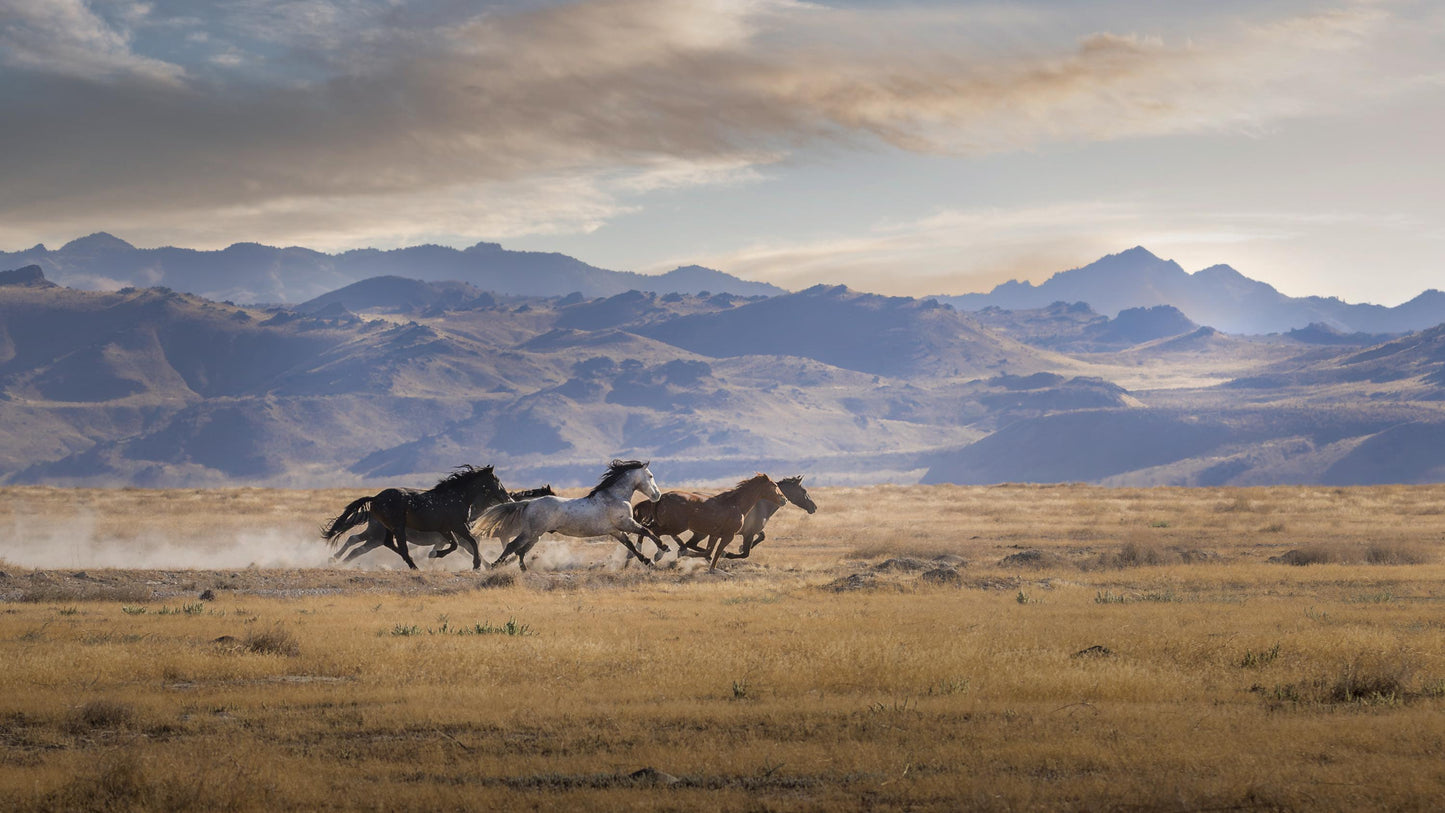 Running Wild Horses, Onaqui Range, Utah: Print / Canvas / Acrylic / Metal / Wall Decor / Landscape Photograph