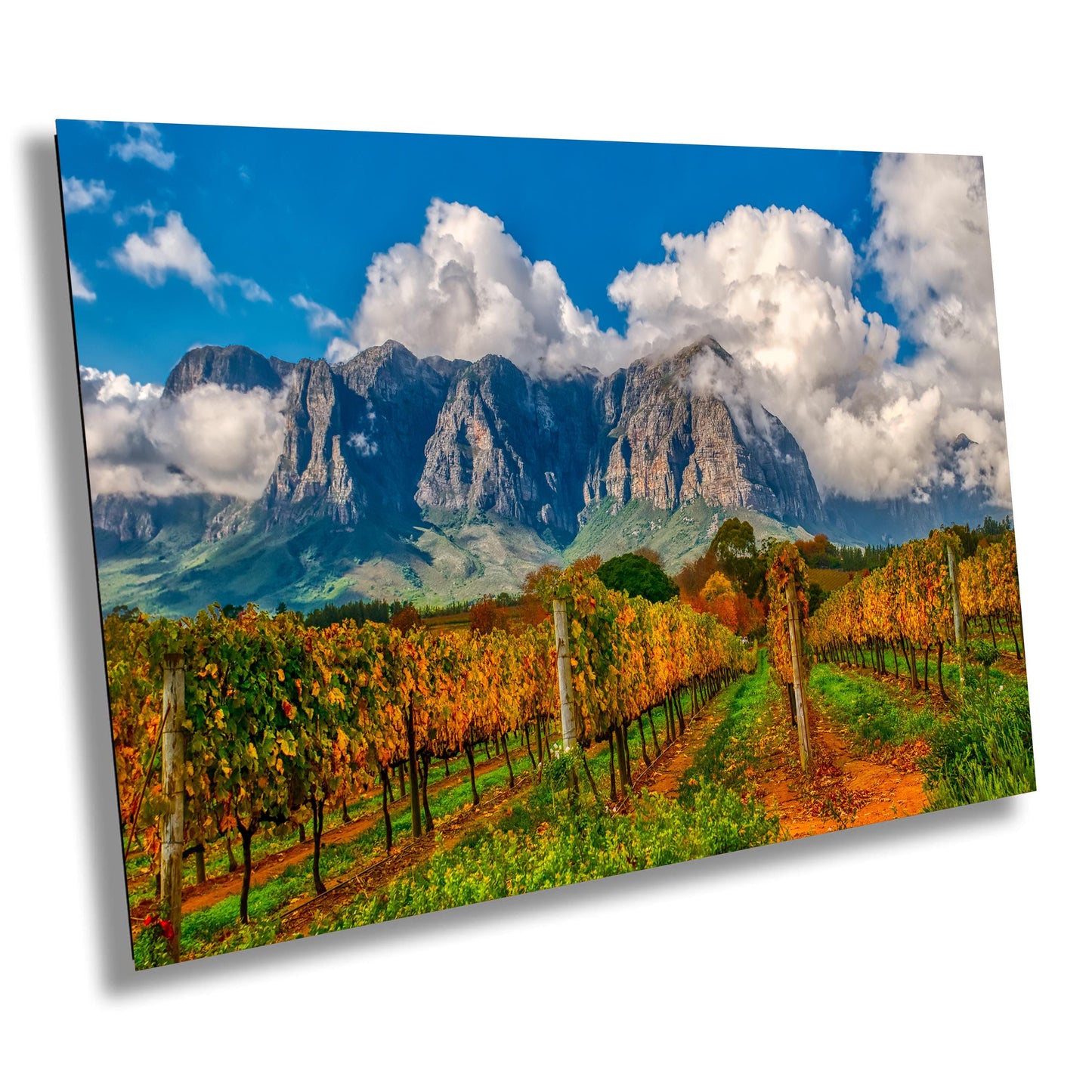 Vineyard Photography on Canvas, Landscape Photography, Canvas Wall Art, South Africa Photography, South Africa, Winery Photography